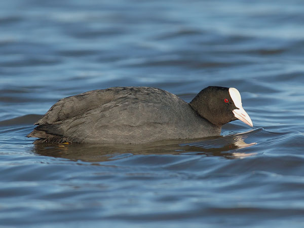 Nokikana, Eurasian Coot, Fulica atra